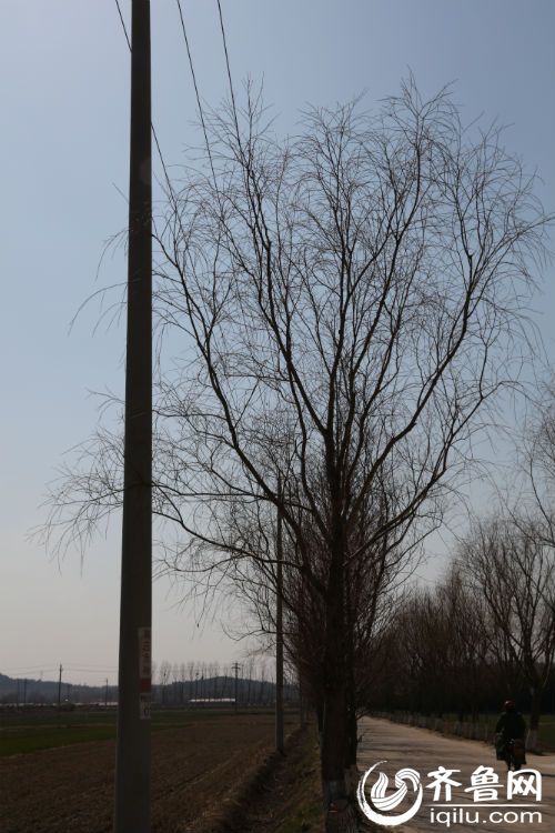 植树节来了 日照供电公司警示市民切莫在高压线下种树(组图)