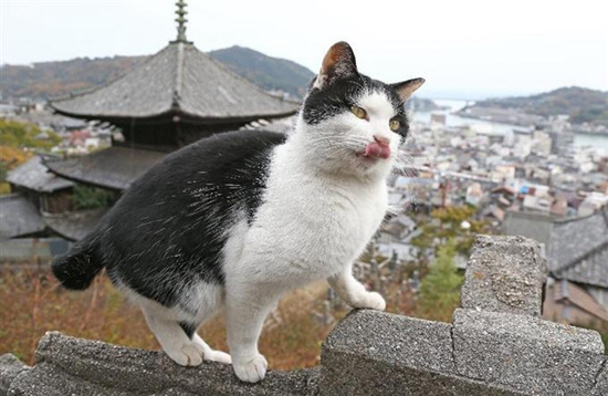 萌出新境界：日本“猫咪街道”妥妥文艺范（图）