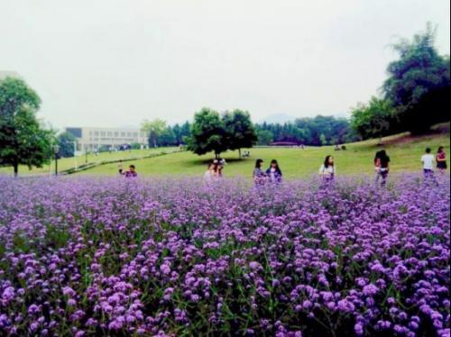 武大現真正櫻吹雪罕見美景 盤點各大高校的“校花”（組圖）