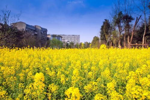 武大現真正櫻吹雪罕見美景 盤點各大高校的“校花”（組圖）