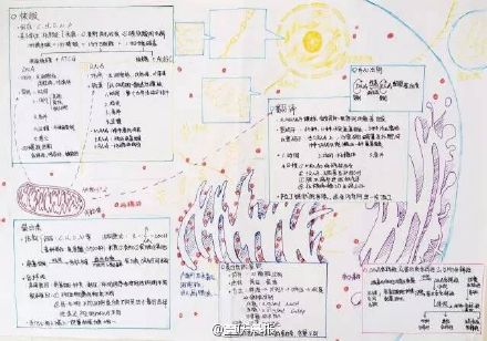 组图:重庆高三学霸生物笔记走红 手绘图逆天