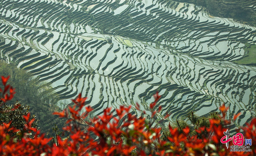 世界遗产哈尼梯田：历史悠久神奇壮丽的大地雕塑[组图]