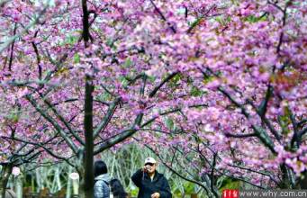 驚！武大校史專家批東京賞櫻廣告：跨海亂炫彼國花（組圖）