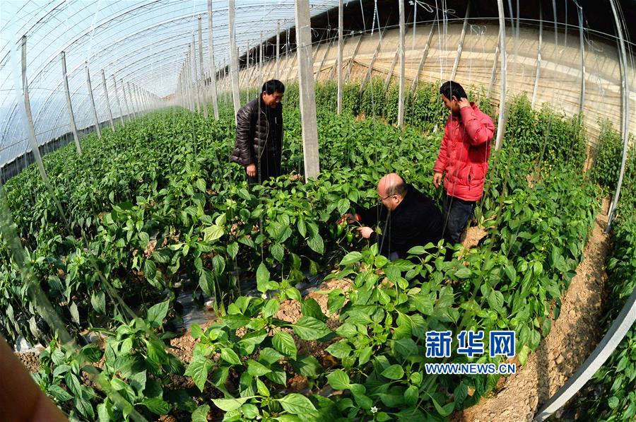 淄博市崛起綠色蔬菜鎮(圖)