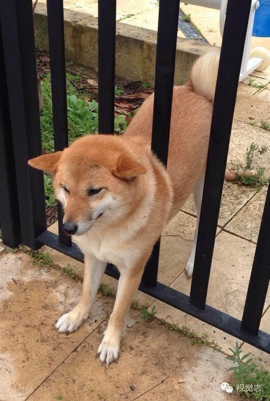 据不完全统计,每年被卡住的柴犬能绕地球10圈...