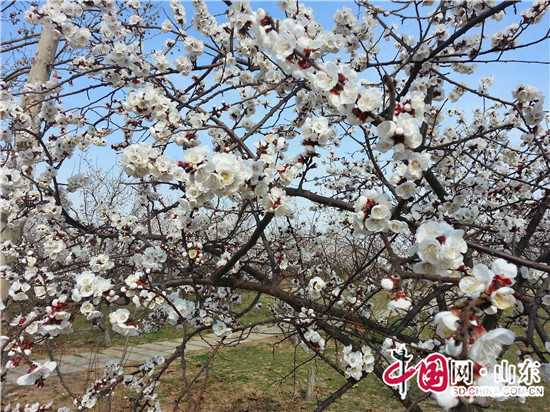 濱州：春景如畫萬物競展英姿 再譜生命華章