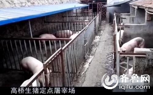 這幾個被責停的生豬屠宰場，所收購的生豬不少沒有耳標。