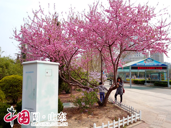 花开滨州：清明节图记路边春光