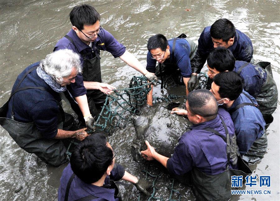 “寿星”斑鳖人工授精 网友求斑鳖心理阴影面积(组图)