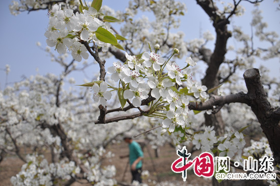 濱州陽信：四月梨花朵朵開