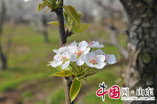 濱州陽信：四月梨花朵朵開