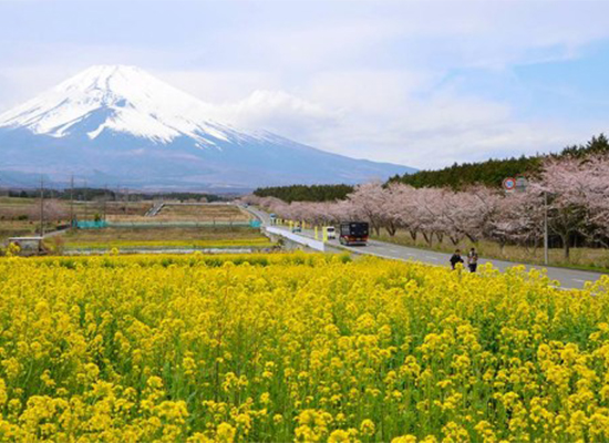 富士山下油菜花綻放  與日本櫻花交相輝映（組圖）