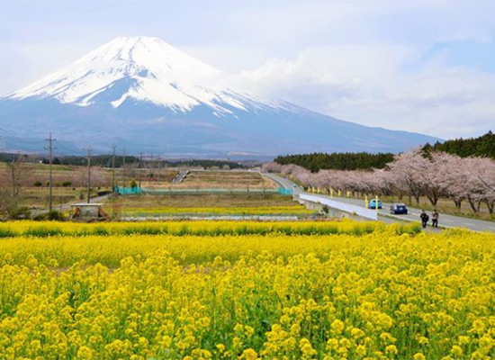 富士山下油菜花綻放  與日本櫻花交相輝映（組圖）