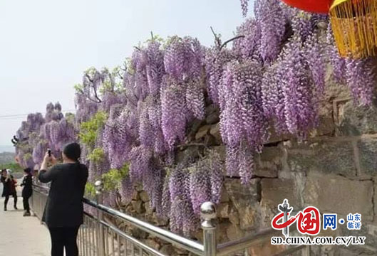 世外桃源 費縣周家莊村的“紫藤山莊”