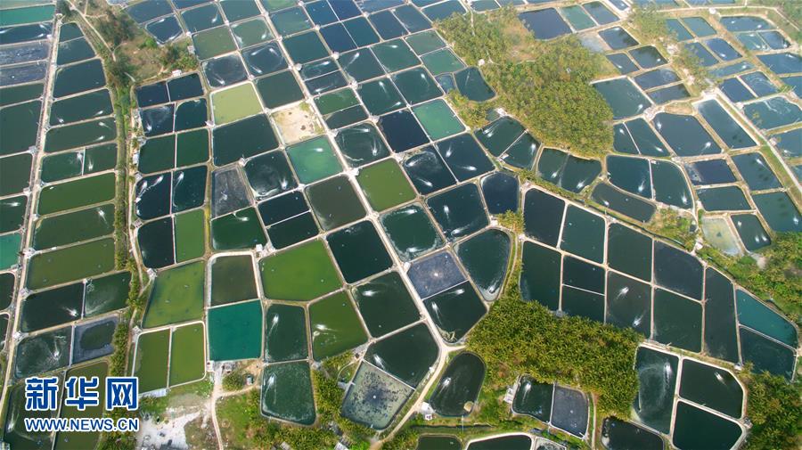 鱼塘鱼塘入画来 航拍春日渔业生产的一道风景线[组图]