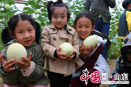 滨州邹平码头镇第五届甜瓜采摘节将于4月24日