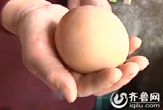 這枚雞蛋個頭幾乎比鵝蛋還大一圈