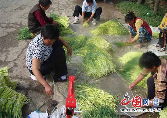 蒙山柏林镇蒜薹价格走俏 农民群众鼓腰包