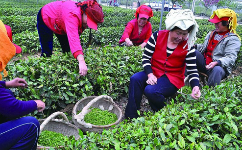 海青春茶上市时间晚半个月 平均价格千元左右