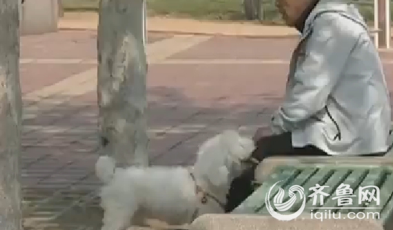 青島10月1日起執行《養犬管理條例》 每戶限養一隻犬