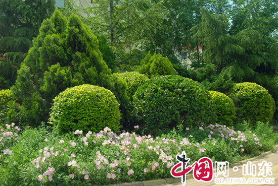 夏日濱州 紅花綠樹掩映一城美好