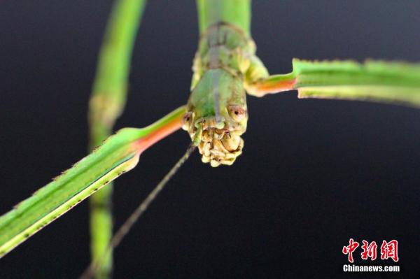 中國發現世界最長昆蟲新物種 足全長超60釐米