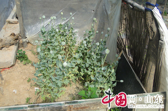 濱州陽信耄耋老人私自種植65株罌粟 被警方查處
