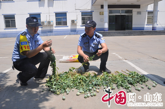 滨州阳信耄耋老人私自种植65株罂粟 被警方查处