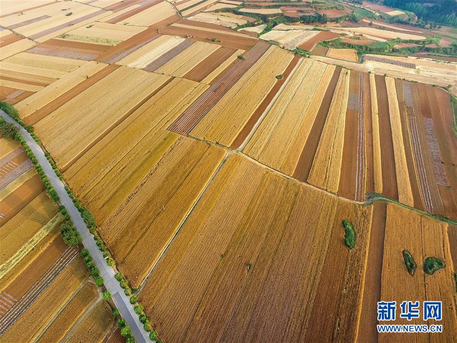 高清航拍：中原大地 麥田如畫（組圖）