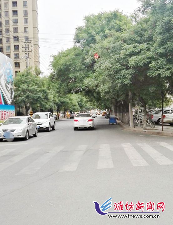 潍坊市区百余处交通指示灯与路牌被绿化树枝叶遮挡
