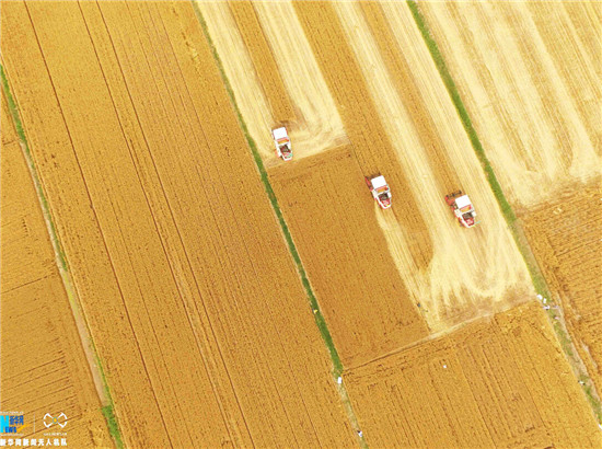 無人機航拍山東麥收壯觀景象（組圖）