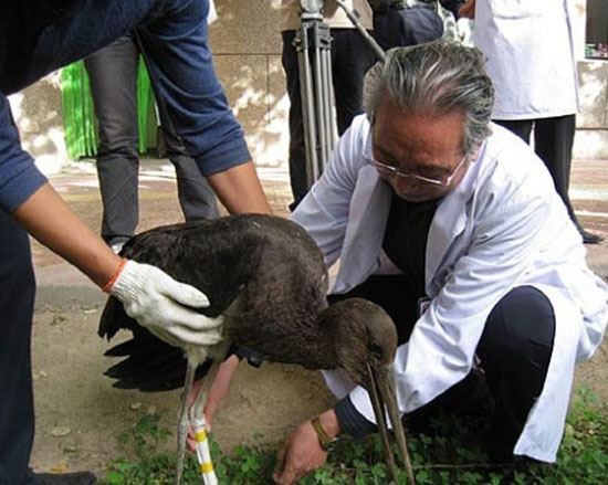 甘肅救助瀕危動物 救助後選擇合適地點放飛