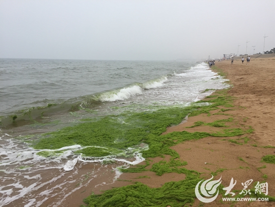 滸苔成片衝上海灘 遠看猶如綠毯