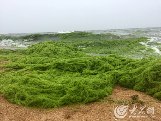 滸苔成片衝上海灘 遠看猶如綠毯