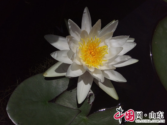 拍客濱州：夏至以後的草木榮華