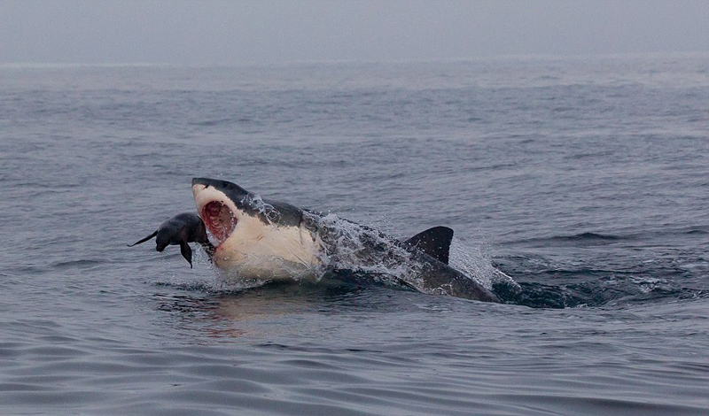 海豹鲨口逃生瞬间被拍 鲨鱼来袭海豹5分钟脱险（组图）