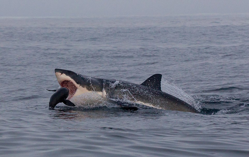 海豹鲨口逃生瞬间被拍 鲨鱼来袭海豹5分钟脱险（组图）