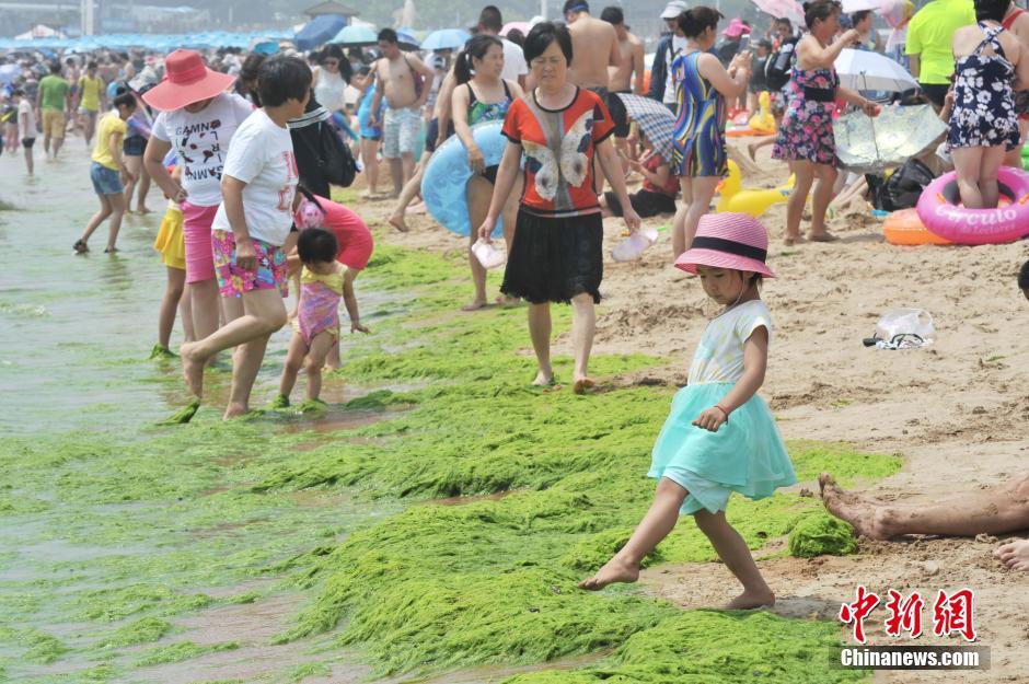 組圖：滸苔登陸青島浴場 遊客“踏青”海灘