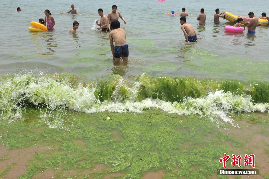 組圖：滸苔登陸青島浴場 遊客“踏青”海灘