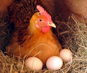 前兩年蛋價高養雞戶一窩蜂，今年全抓瞎就像賭博