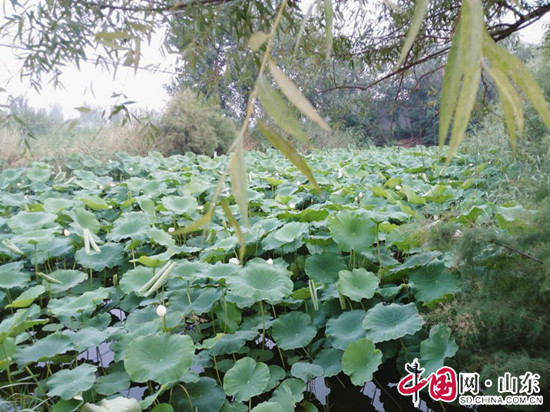 拍客濱州：屬意街邊角落的風景 邂逅燥熱下的清涼