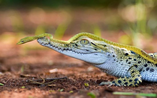 小蛇搭乘鳄鱼探路 网友调侃鳄鱼的尊严遭挑衅