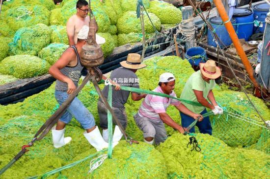  青岛已清理浒苔超7万吨