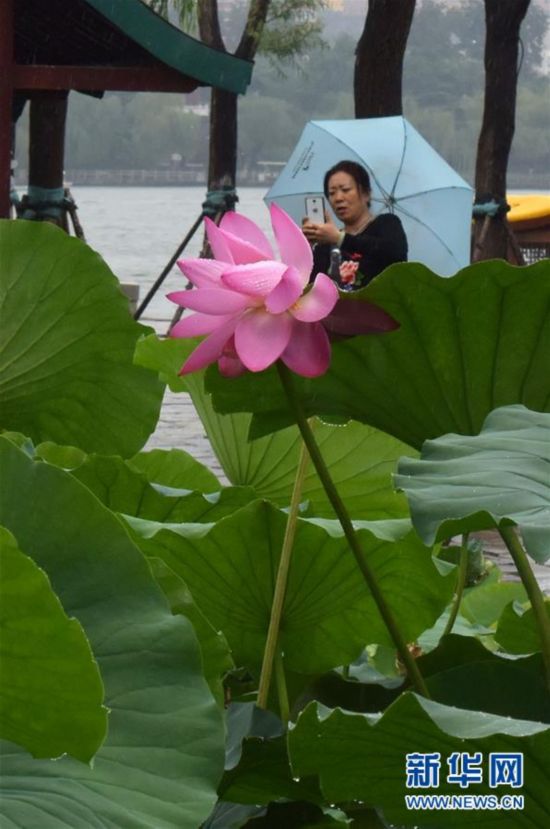 還記得大明湖畔的“夏雨荷”嗎？（組圖）