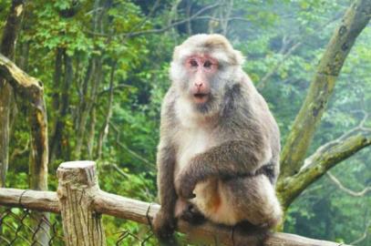 女游客遇猴子夺包被咬2次 专家：猴子正处发情期（组图）