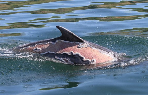 英海豚被嚴重曬傷 背部大面積脫皮