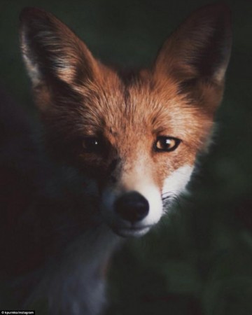 芬攝影師拍神秘野生動物世界引關注
