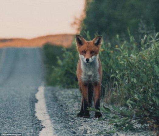 芬攝影師拍神秘野生動物世界引關注