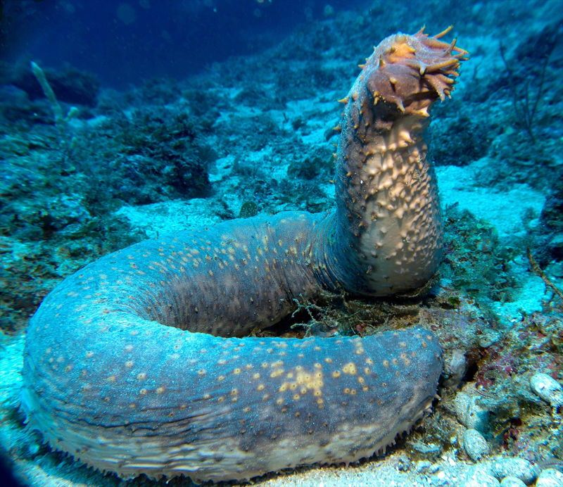 七大最丑陋骇人的 
海洋生物 
，你还敢下海吗？