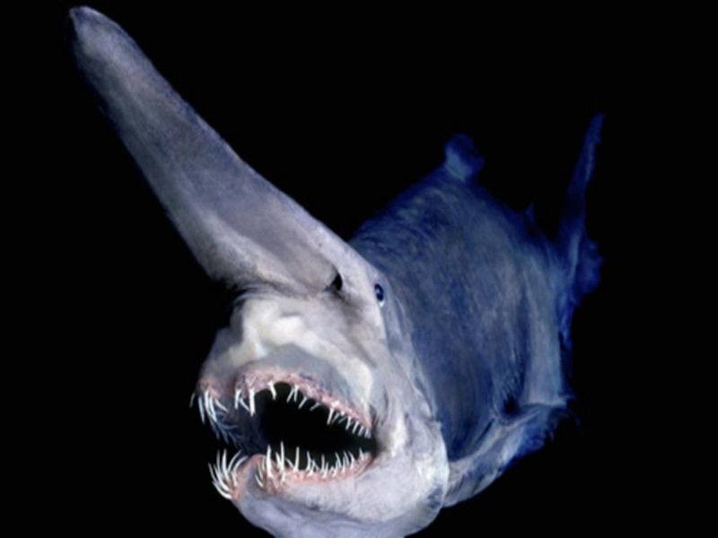 七大最丑陋骇人的 
海洋生物 
，你还敢下海吗？